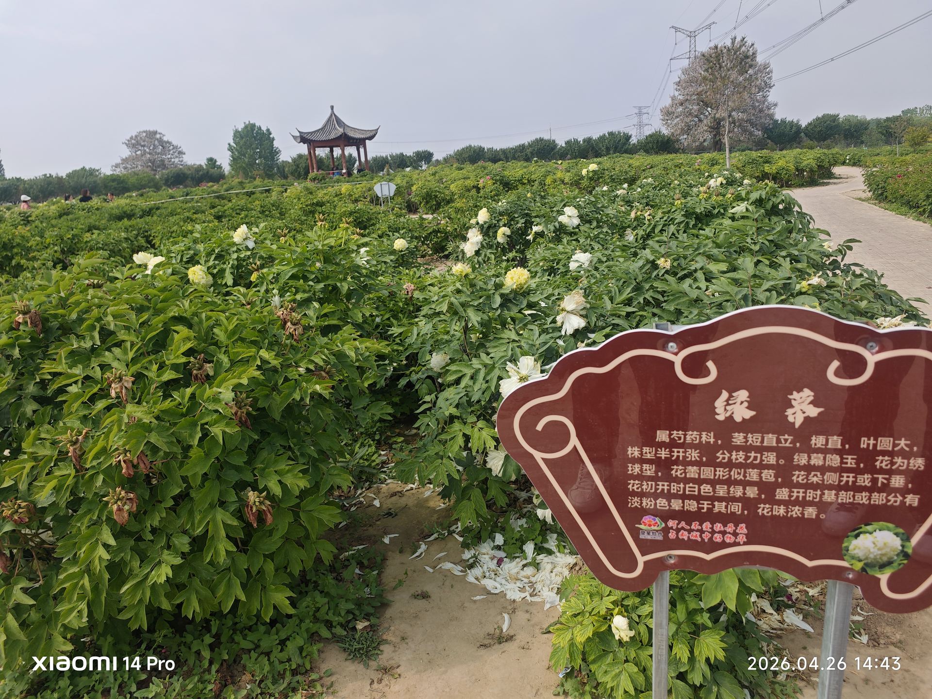 牡丹园全景尽收眼底，远处精致的小亭点缀绿意之间，近处'绿萃'品种牌记录着每一株牡丹的身份。