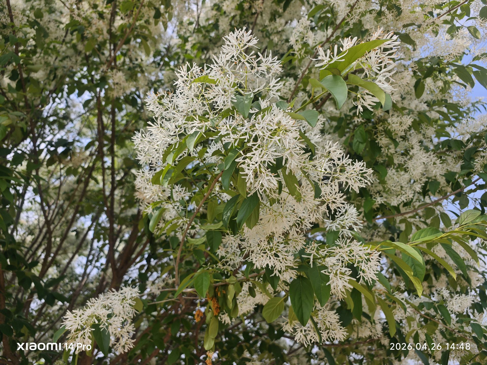 流苏树正值花期，满树细碎的白花如春雪般缀在枝头。