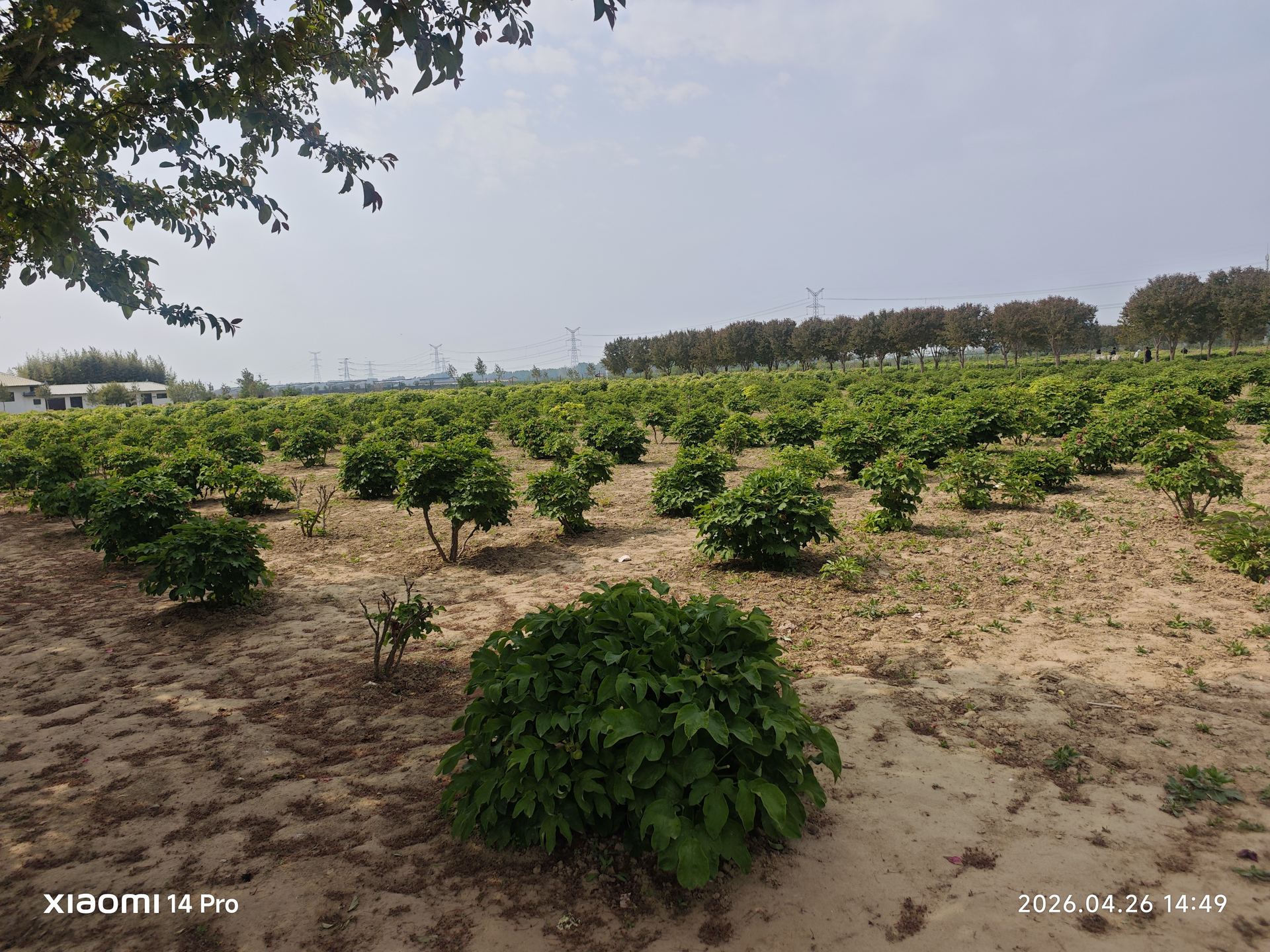 又一片苗圃区，牡丹的绿色铺满整个视野，春天在这里被无限复制。